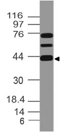 Polyclonal Antibody to MEIS1